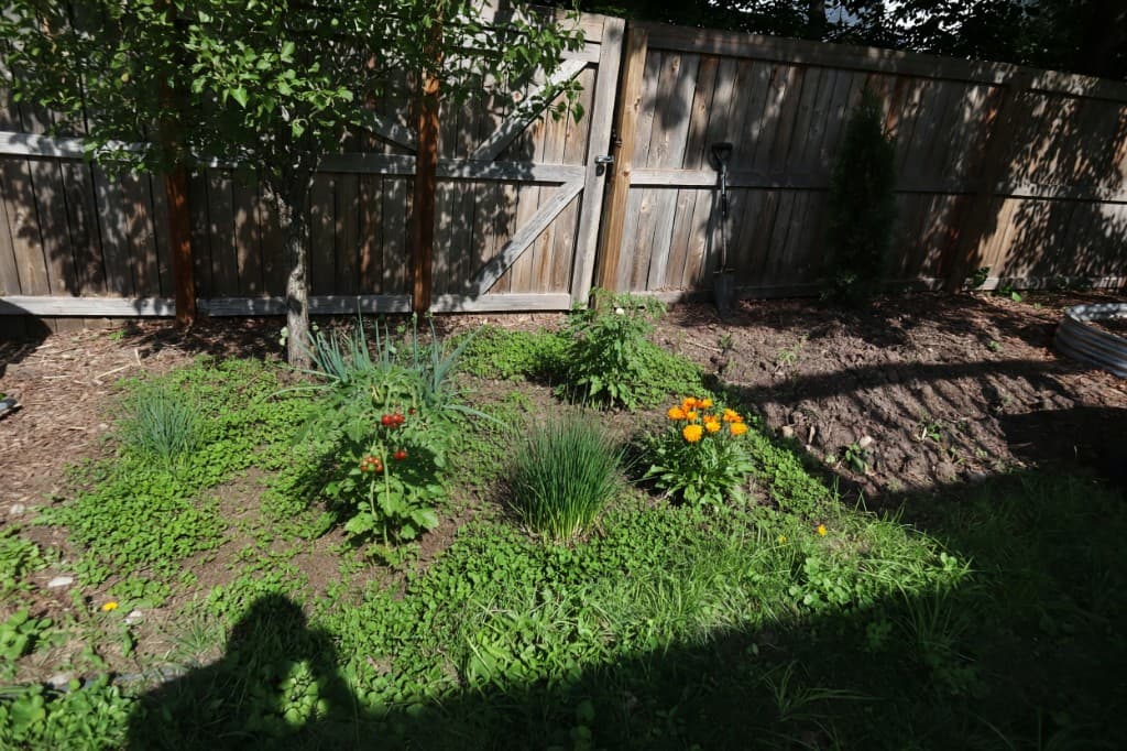 Backyard guild bed with fruit, herbs, flowers, and living mulch