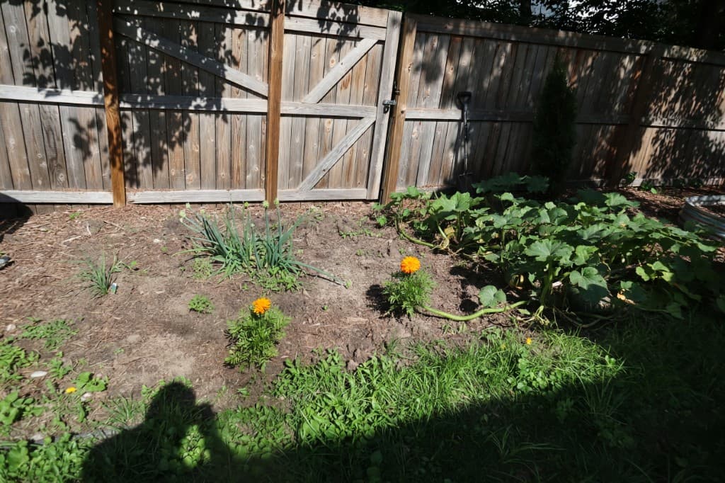 Backyard bed with chives, marigolds, and a sprawling squash layer